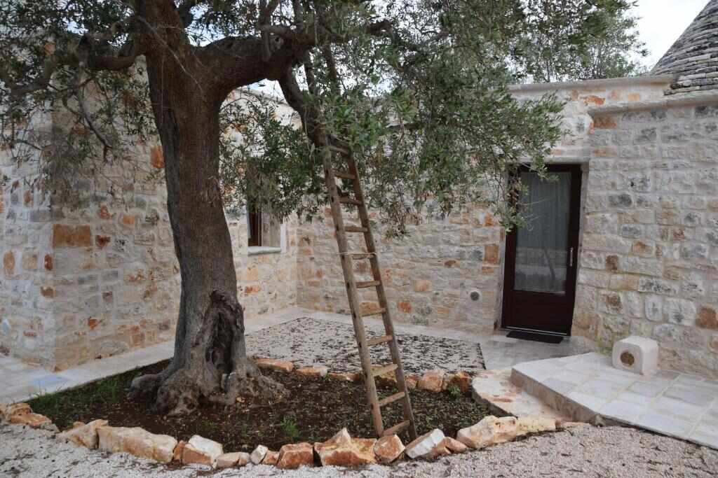 Olive tree and stone courtyard in the garden of the property